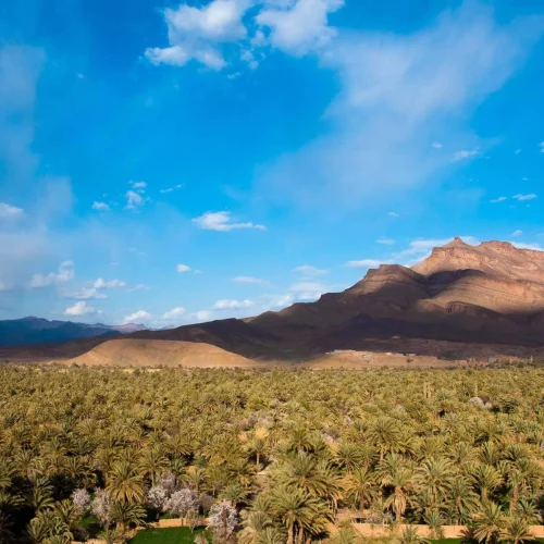 Luftaufnahme einer grünen Palmenoase vor Bergkulisse unter blauem Himmel im Süden Marokkos