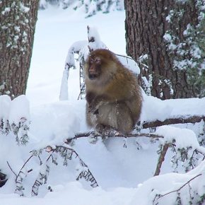 Berberaffe sitzt im Schnee auf einem Ast im verschneiten Wald des Mittleren Atlasgebirges in Marokko